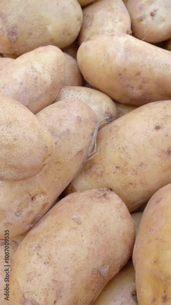 Italian Potatoes at Market, Embracing Traditional Farming Italian Potatoes at Market, Embracing Traditional Farming