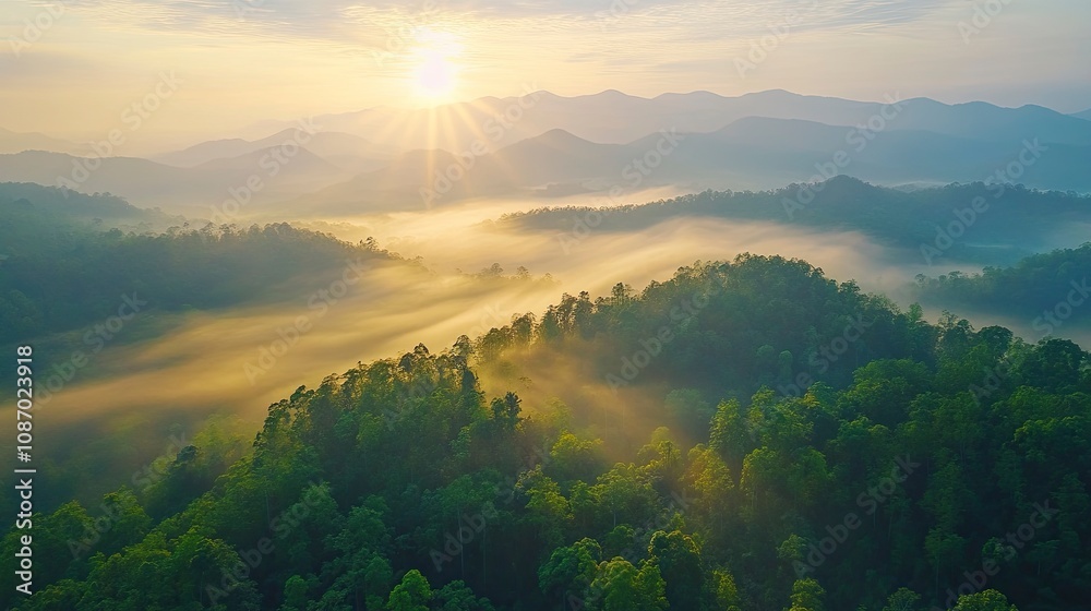 Aerial top view forest tree, Rainforest ecosystem and healthy environment concept background, Texture of green tree forest view from above, Beautiful sunrise over the mountains. Aerial top view forest tree, Rainforest ecosystem and healthy environment concept background, Texture of green tree forest view from above, Beautiful sunrise over the mountains.