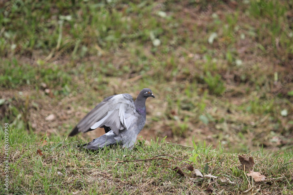 Image of pigeons searching for food on the Daecheongcheon trail Image of pigeons searching for food on the Daecheongcheon trail