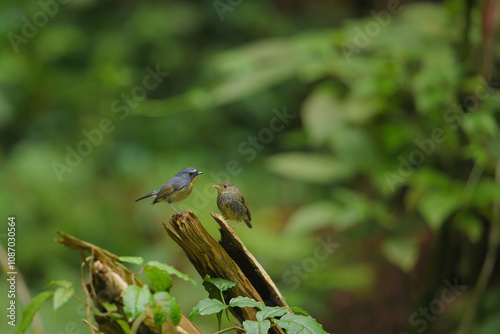 White-browed bush robin birdwashing in the forest. photo