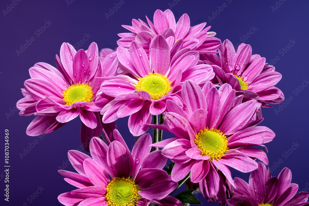 Blooming pink chamomile chrysanthemum on a blue background Blooming pink chamomile chrysanthemum on a blue background