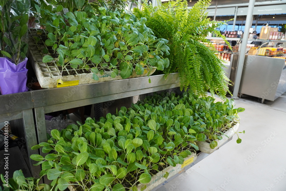 Seedlings and ferns on display at a plant nursery in an indoor market. Seedlings and ferns on display at a plant nursery in an indoor market.