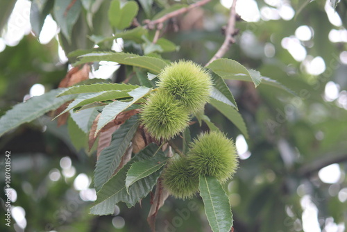 Image of blooming chestnut trees on the Daecheongcheon Stream trail