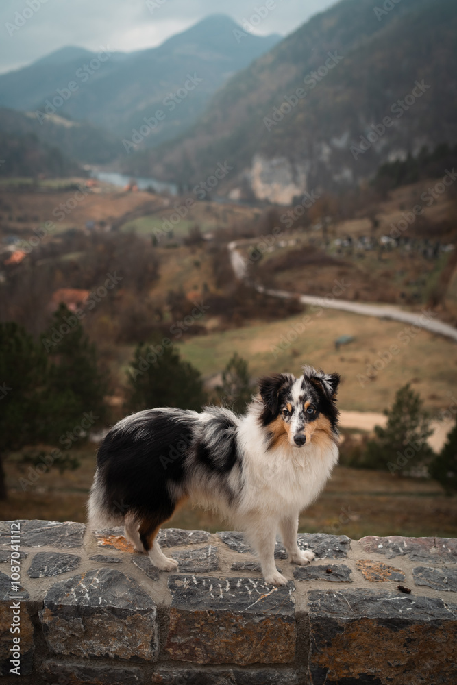Sheltie Dog in Front of Serbian Mountains Sheltie Dog in Front of Serbian Mountains