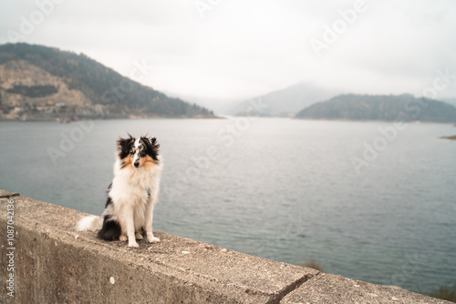 Fototapeta Naklejka Na Ścianę i Meble -  Sheltie Dog in Front of Serbian Lake