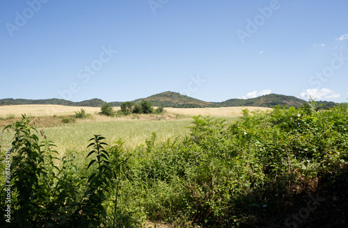 Vegetazione selvatica colline e i campi di grano a Cerveteri, nel Lazio, evidenziando il paesaggio agricolo caratterizzato da piante verdi e onde dorate di grano sotto un cielo azzurro e luminoso.