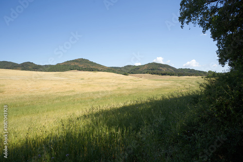 Colline e campi di grano a Cerveteri, nel Lazio, evidenziando il paesaggio agricolo caratterizzato da piante verdi e onde dorate di grano sotto un cielo azzurro.