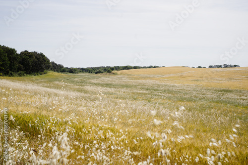Campi di grano a Cerveteri, nel Lazio, evidenziando il paesaggio agricolo caratterizzato da piante verdi e onde dorate di grano sotto un cielo sereno e luminoso.