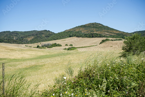 Colline e campi di grano a Cerveteri, nel Lazio, evidenziando il paesaggio agricolo caratterizzato da piante verdi e onde dorate di grano sotto un cielo sereno e luminoso.