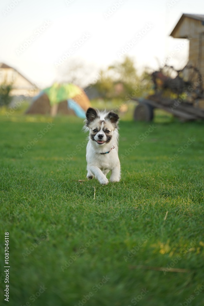 Running puppy in spring grass outdoor. Cute dog on playing on nature background outside city. Adorable young doggy. Running puppy in spring grass outdoor. Cute dog on playing on nature background outside city. Adorable young doggy.