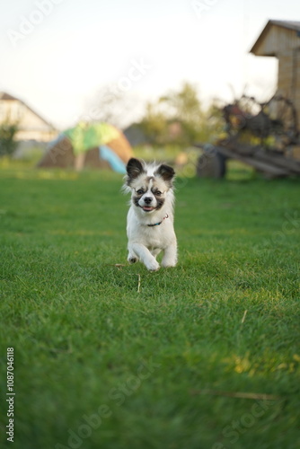 Running puppy in spring grass outdoor. Cute dog on playing on nature background outside city. Adorable young doggy.