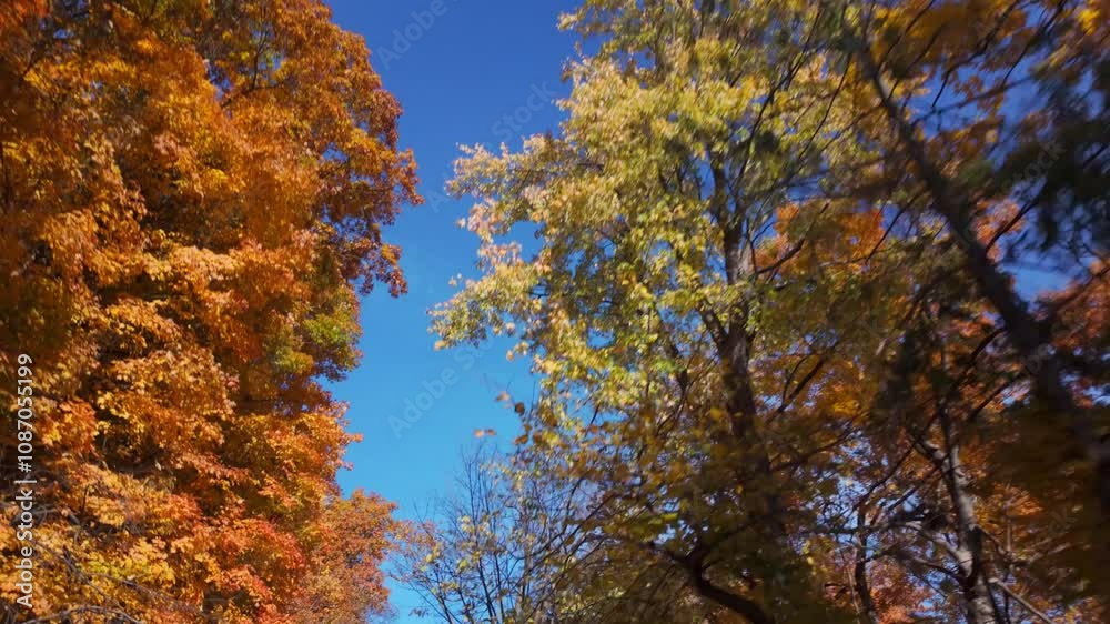 Autumn trees in full fall colors at Mount Royal Park, Montreal, Canada Autumn trees in full fall colors at Mount Royal Park, Montreal, Canada