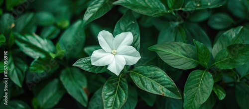 White Flower Surrounded by Green Foliage