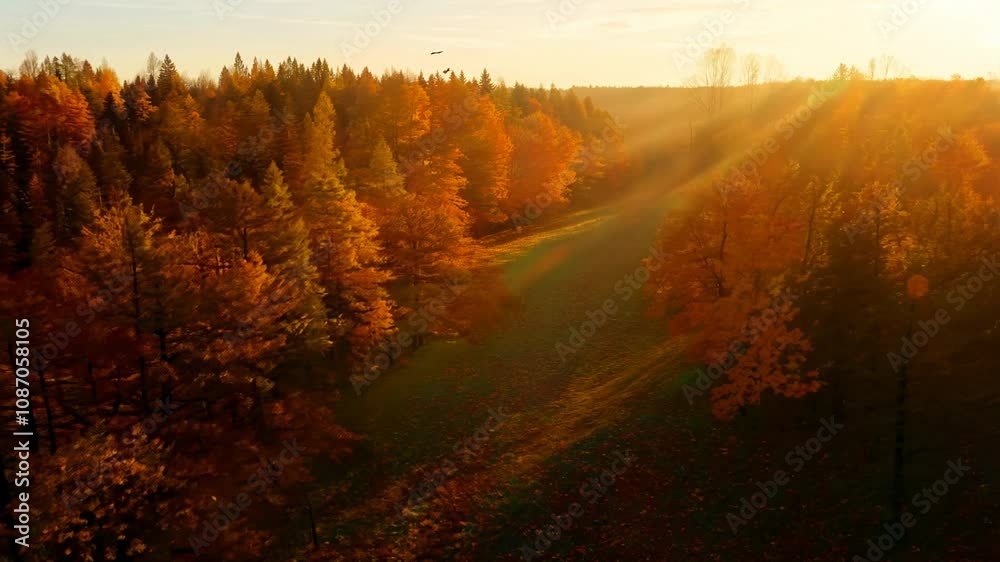 Golden hour glow illuminates a wide autumn forest with fallen leaves creating a mosaic of colors Golden hour glow illuminates a wide autumn forest with fallen leaves creating a mosaic of colors