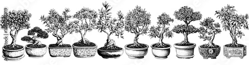 An illustration of Japanese bonsai trees in pots. Zen nature in a container. Japanese leaf plants. Modern flat design isolated on white background.