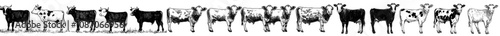 Set of modern cow silhouettes isolated on a white background