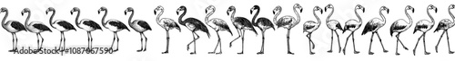 Modern silhouette set of flamingos, isolated background