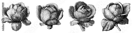 The illustration is fully editable and comes as a single file in SVG format, which is highly detailed and hand drawn.