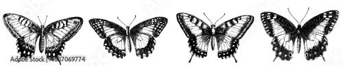Butterfly silhouettes. Butterfly tattoos. Tropical insects stencil. Summer and spring exotic symbol isolated on white. Elegant wild flying moth of various shapes.