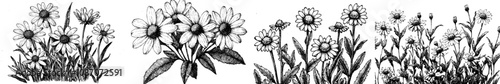 Sketch of chamomile with ink. Daisy flower engraving modern illustration.