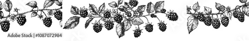 Engraving vintage style modern illustration featuring blackberries and raspberries.