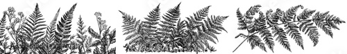 Ferns and moss set of green botanical elements for graphic design and decor. Modern illustration EPS10.