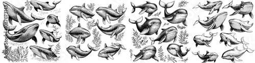 A cartoon whale. Cute underwater whale character, marine animal. Today's clipart of funny, cute creatures.