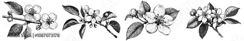 Detailed hand-drawn ink illustration of a rose canina flower in engraving style.