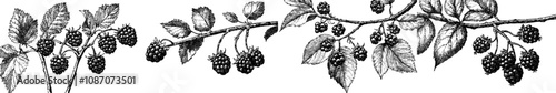 Sketch of a blackberry fruit drawn with an ink pen. The illustration is designed in an engraved style for a modern look.