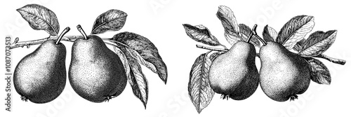 Graphite sketch of a pear fruit. Engraved style modern illustration.