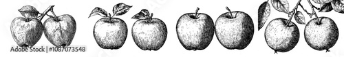 An ink sketch of an apple fruit drawn in engraving style.