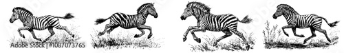 Illustration ink sketch of vintage engraving of an isolated zebra horse image with a wild equine background. A silhouette of an African nag mustang animal on a black and white background.
