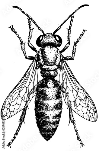 The engraving of an isolated wasp graphic illustration has been done by hand