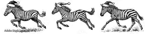 Vintage engraving illustration of a zebra horse dressed in a santa costume for Christmas. A wild equine background with a nag mustang animal silhouette. A hand drawn illustration of an animal