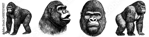Illustration of vintage engraving isolated gorilla set in black and white. Isolated primate silhouette on monkey kong background.