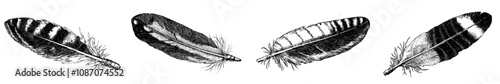 Ink sketch of a feather engraved in sketch style isolated on white. Vintage hand drawn ink sketch of a feather