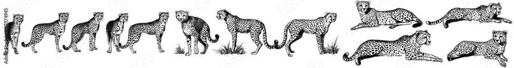 A black and white illustration of a panther. African wild cat cheetah background jaguar silhouette. Vintage engraving.