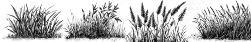 Black grass sketch with white background in vintage style. Illustration hand drawn in modern style.