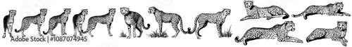 Wallpaper Mural A black and white illustration of a panther. African wild cat cheetah background jaguar silhouette. Vintage engraving. Torontodigital.ca