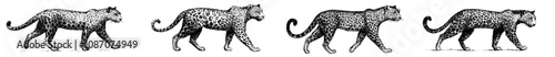 An isolated leopard illustration ink sketch on a cheetah background. A silhouette of a jaguar animal in black and white.