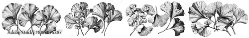 A black and white hand drawn botanical illustration of ginkgo biloba leaves on a white background.