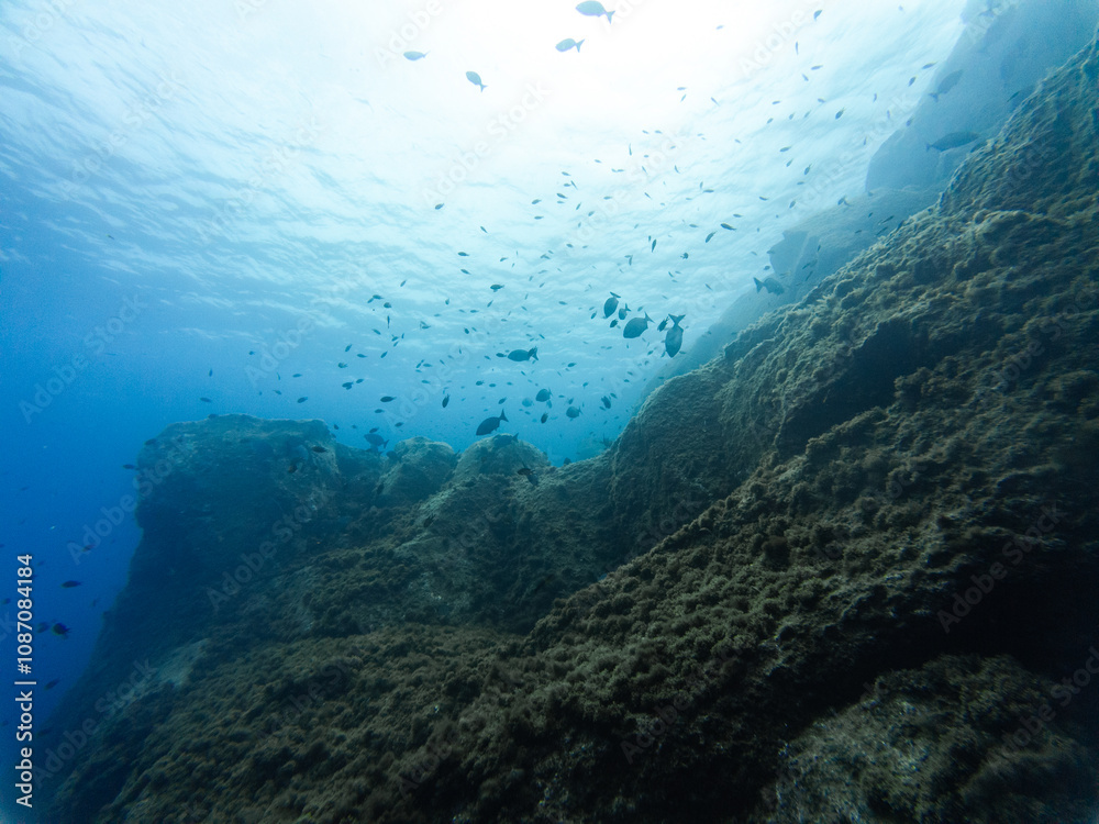 Fototapeta premium underwater