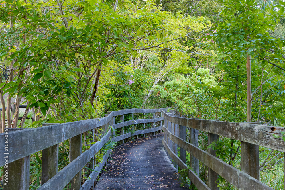 Wooden Pathway through Green Forest Wooden Pathway through Green Forest