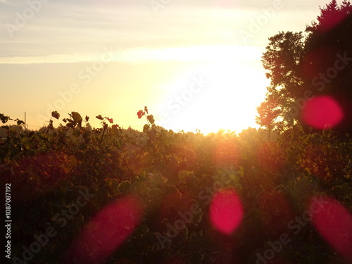 Sunset light in the vineyard, with sunbeams and magenta lens flare. Idyllic vine plantation background in golden evening sky with sunrays. Soft glow. 