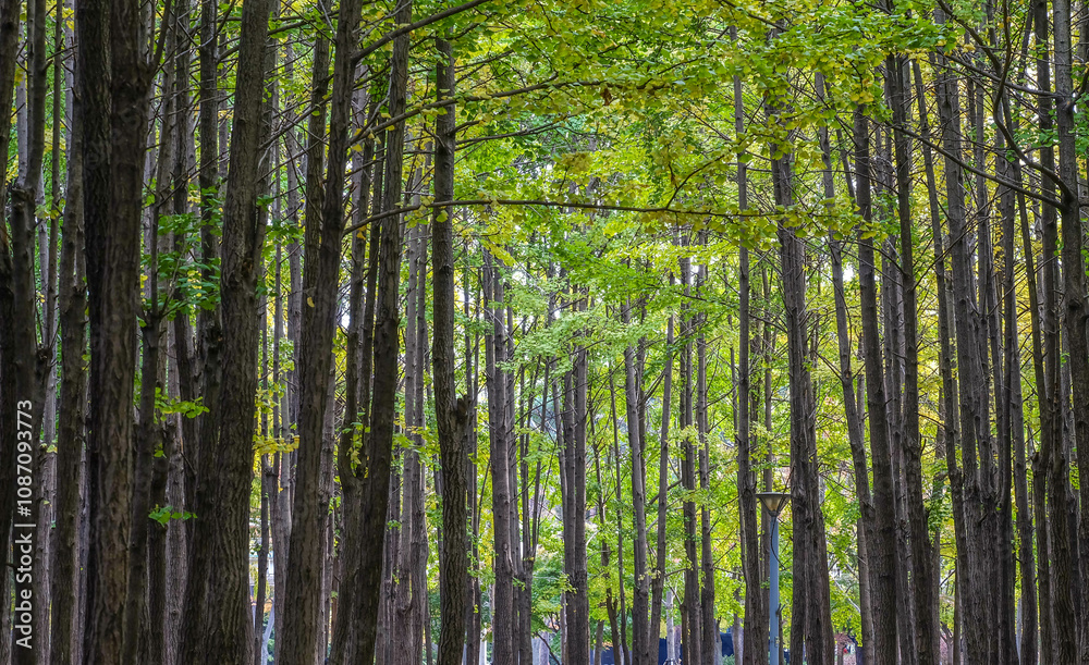 Obraz premium Tropical Forest tree in the morning background.