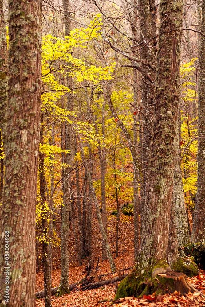 Fototapeta premium bosque otoñal
