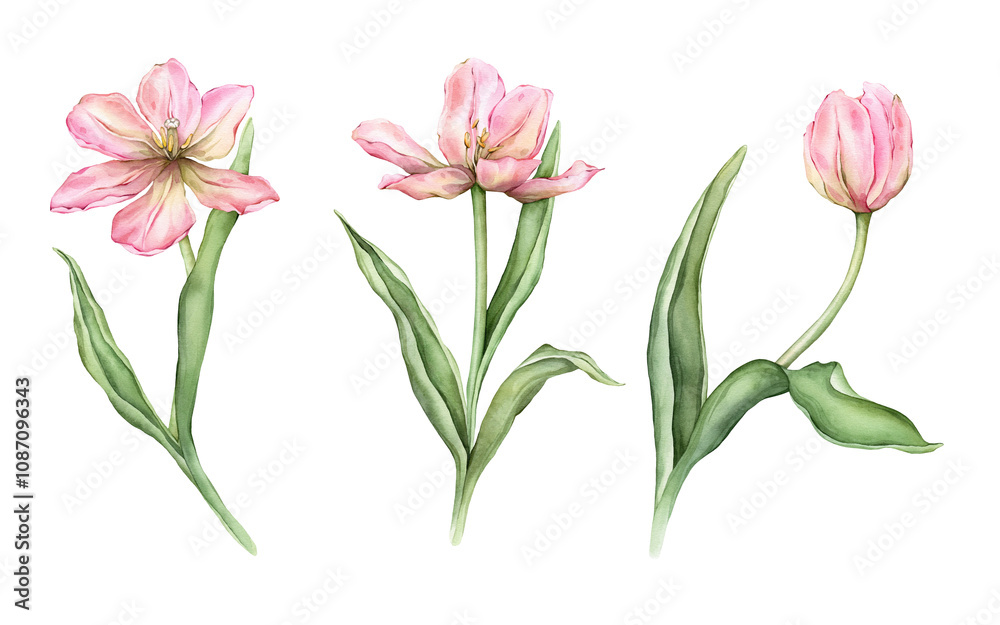 Set of Pastel pink light yellow Tulips and open bud watercolor illustration isolated on white background. Hand drawn delicate garden spring perennial bulbous flower for spring wedding design or card. Set of Pastel pink light yellow Tulips and open bud watercolor illustration isolated on white background. Hand drawn delicate garden spring perennial bulbous flower for spring wedding design or card.