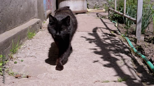 A black cat strolls along a concrete path on a sunny day, pausing to lick its lips. The feline explores its urban surroundings.