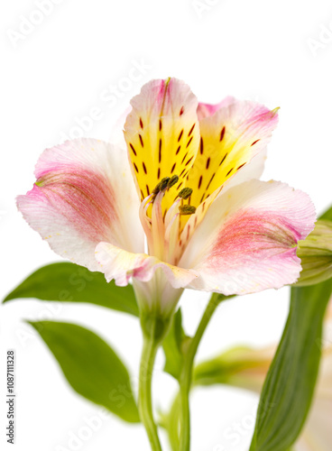 A flower with a yellow center and pink petals