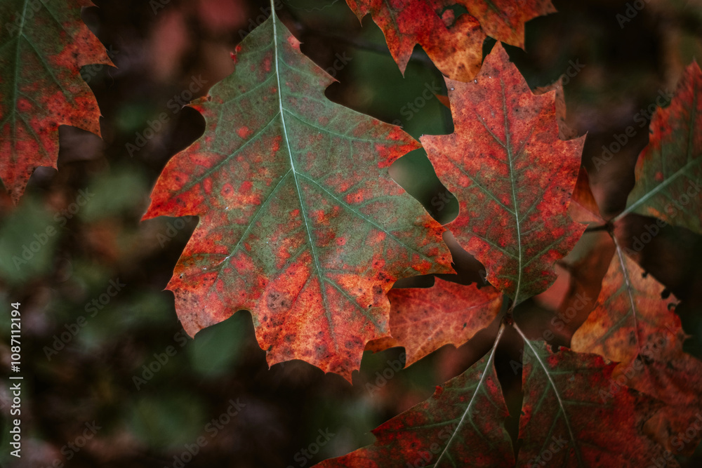 Herbstblätter I Herbstblätter I
